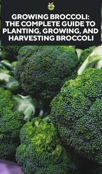 Growing Broccoli: The Complete Guide to Planting, Growing, and Harvesting Broccoli