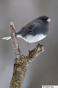 Dark-eyed Junco - | Birds of North America Online