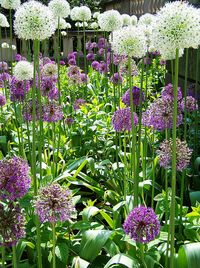 Purple and White Allium bulbs planted for height for spring-summer interest