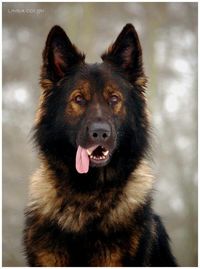 German Shepard what contrast and markings peace b with u my beauty