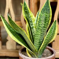 Dracaena trifasciata, commonly known as the snake plant, is one of the most popular and hardy species of houseplants. Use caution with this plant, because it is poisonous when ingested and can cause nausea, and vomiting.