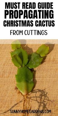 The complete guide to Christmas cactus propagation covers all you need to know, from cutting to rooting, ensuring your blooming succulents thrive indoors.