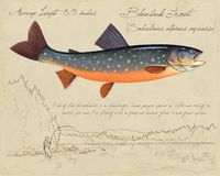 Blueback Trout - 8"x10" open edition print by Matt Patterson, fishing decor, blue trout print, natur