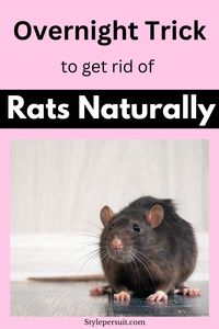 How to Get Rid of Rats in House Naturally