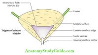  Write a short note on the Trigone of the Urinary Bladder. Answer: Trigone of the Urinary Bladder: It is a smooth triangular area of the internal urinary bladder just above the internal urethral orifice. It is formed by lines joining two ureteric orifices and an internal urethral orifice. It is bounded above by an intraurethral […]