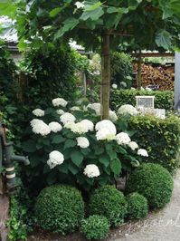 Boxwoods and White Hydrangeas Bobos/or Incrediball Hydrangeas