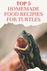 Homemade Foods For Turtles: From baby turtle diet needs to adult turtle care, our recipes cover all bases, ensuring your pet enjoys a healthy, balanced diet.