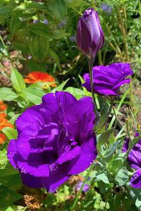 One of Prairie Gentian's (Eustoma grandiflorum) common names is Tulip Gentian. Its flower buds strongly resemble tulips before they open. Varieties include blue, cream, pink, purple, violet, red, and white, with single- or double-petaled flowers.🌿 GrownByYou: We're All About How.℠ https://grownbyyou.com/perennials/prairie-gentian/ #garden #gardening #gardeners #landscape #landscaping #perennials #eustoma #listanthus #prairiegentian #gentian #texasbluebell #tulipgentian