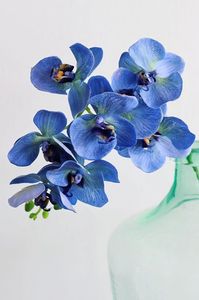 Moth Orchids