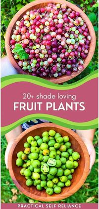 Learn about 20+ Shade Loving Fruit Plants in our Spring Gardening & Planting Ideas at practicalselfreliance.com. These fruits thrive in shaded areas, including options like berries and fruit trees, suited for perennial planting. Ideal for maximizing harvests in less sunny garden spots. A great choice for gardeners seeking fruitful yields in shaded areas. Dive into more Summer Garden Ideas, DIY Garden Ideas, and Edible Garden Ideas.