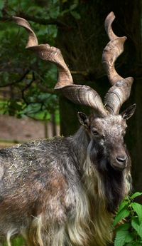 Markhor