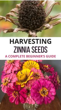 Want more zinnias in your garden? 🌿🌸 Discover how to save zinnia seeds with this simple guide. From harvesting to storing, get all the tips you need for endless colorful blooms. #howtosavezinniaseeds #flowergardening #seedharvesting