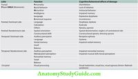 PEDIATRIC CLINICAL METHODS NOTES Anatomy Study Guide