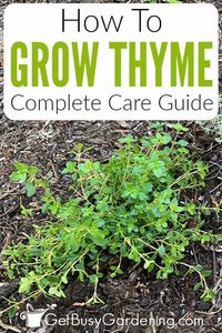 Are interested in learning how to grow fresh thyme at home? Whether you’d like to grow it in containers or your garden, this detailed guide for beginners can help you learn what it takes to get it established and keep it thriving for years. Learn how often to water thyme, what the best soil is, plus how much sun and fertilizer it needs. With my tips on pruning, how to harvest thyme, plus key help on what to do if it turns yellow or brown, you’ll be able to enjoy your very own home grown herbs.