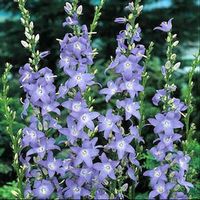 Campanula Blue Chimney Bellflower