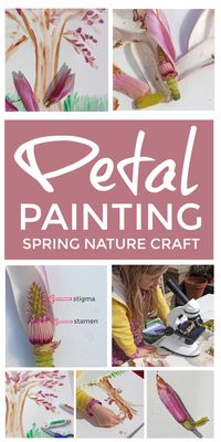 These spring petal paintings are a lovely easy spring nature craft for home or the classroom that lets even preschool children dissect, explore and diagram flower parts including stigma and stamen. #springcraft #naturecraft #flowercrafts #springactivities #kidspainting