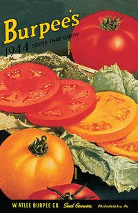 YUMMY yellow tomatoes!! burpee seeds 1944