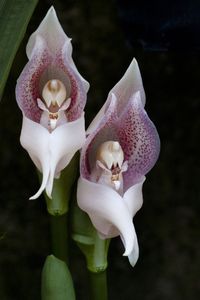 Flores de orquídea. Anjos em prece, morfologia interna incrivelmente intrincada