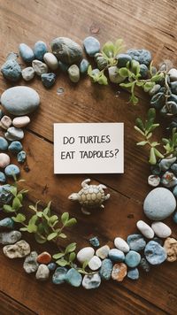 Learn how turtle feeding can include tadpoles in your pet turtle care routine. Get insights on creating a safe and balanced turtle aquarium habitat. Save this for future feeding advice!