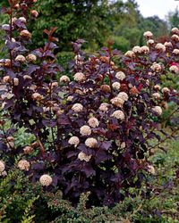 physocarpus opulifolius ninebark diabolo white flowers shrub purple foliage tall low maintenance whistler pemberton super natural landscaping sun