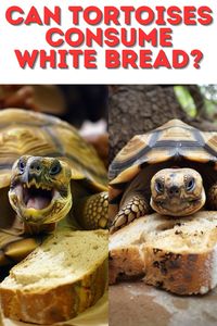 Can Turtles & Tortoises Eat Bread? Find out why bread isn't a good dietary choice for your shelled friends. Discover healthier alternatives to keep them happy and thriving!