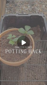 Nicole Pankopp | DIY + Home Renovations on Instagram: "I usually make a huge mess when potting plants…not anymore!!
.
I used a cookie cooling rack, but you could use old wire shelving or any other wire rack!
.
.
#gardening #gardeningtips #gardeninghacks #pottedplants #greenhousegardening"