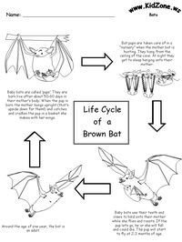 Bat Activity Sheets - Lifecycle of a Brown Bat