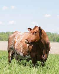 American Shorthorn Association