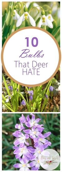 10 Bulbs That Deer HATE| Deer Resistant Bulbs, Gardening, Growing Bulbs, How to Grow Bulbs, Deer and Rabbit Resistant Plants, Pest Resistant Plants, Landscaping, Landscaping TIps and Tricks