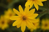 Helianthus occidentalis (Western Sunflower)