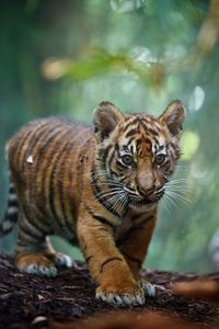 Tiger cub cute animals tiger adorable animal pictures tiger cub