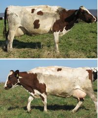 Here are the 39 cows that we have left to sell.  We have the most up-to-date DHI information (we tested this morning 11/16/2012).  There are...