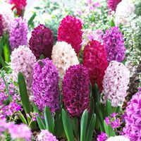 Hyacinth Purple Mix is an array of beautiful lavender, purple, magenta and soft lilac blossoms. This mix has a wonderful fragrance and is best planted in a cluster. Hyacinths are deer resistant and make excellent cutting flowers. (Hyacinthus orientalis)