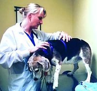 Hind leg weakness in dogs may be caused by any one of many conditions. Here are the clues your veterinarian will use.