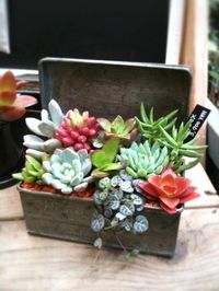 Clever! I must try a few more of these, bringing in my tender succulents 32 reasons succulents are the best plants ever.