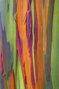 Rainbow eucalyptus (Eucalyptus deglupta) bark, Costa Rica #MediaStorehouse