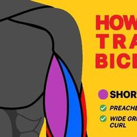 Fitness and Nutrition Fastlane on Instagram: "Train your biceps from every angle 💪
Follow 👉@fitlabx for more 🙏
.
The biceps includes a short and a long head that work as a single muscle. The biceps is attached to the arm bones by tendons. The tendons that connect the biceps muscle to the shoulder joint in two places are called proximal bicep tendons
.
Brachialis is great for your arm size overall as it fills up the space between biceps and triceps, making your arms look bigger 
.
Here are some great exercises for the two heads + brachialis. If you're doing hammer curl, make sure to try to squeeze and feel your brachialis 
.
.
.
.
.
.
Via @mindphysique
#biceps #armsworkout #fitnesstips  #bicepworkout"