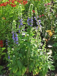 Blue Cardinal Flower (Lobelia siphilitica) A hardy perennial to zone 4, with upright stalks featuring showy spikes of  powder blue/ lavender tubular flowers. reaches 2-3' tall. It's pointy leaves remain green all season. Easy plant, good for attracting hummingbirds and butterflies to your yard. Prefers a location shaded from hot afternoon sun, and to grow in moist to wet soil (pond edges too).