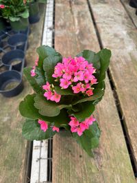 You will receive a 4 inch kalanchoe blossfeldiana similar to the picture.