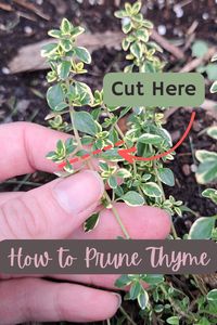 When you learn how to prune thyme the right way you will get a much healthier plant that you can enjoy for many years. Click to find out everything you need to know about how, when, and why you should be pruning your thyme plant. Gain the knowledge and skills to confidently maintain your thyme throughout the seasons.