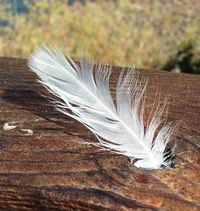 What does it mean when you find a white feather?