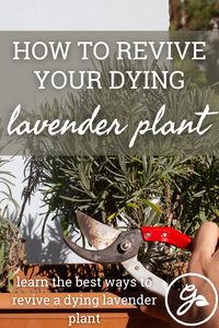 If you notice your lavender plants dying, you’re probably wondering why and how to revive lavender. Click here to find out.