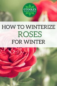 Now that autumn has arrived, it’s time to start getting your roses ready for their long winter’s nap. With a little bit of planning and prep, you can make sure your roses wake up healthy and refreshed in the spring. Click to learn how to winterize your roses in four easy steps! #Gardening #GardeningTip #GardeningTips #Roses #Rose #RoseGardening