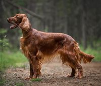 10 of The Best Irish Setter Haircuts to Try in 2023 – HairstyleCamp