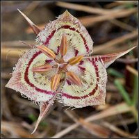 Hura crepitans (male flower)