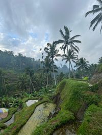 Tegalalang rice terrace, Bali, tropical vacation