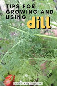 Tips for growing and using dill from your garden. #herbs #garden #dill #vegetablegarden