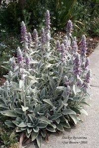 LAMB'S EAR. Divide every 3-4 years.  Shear back flowering stems close to ground level after they've finished blooming and they'll sprout heathy new stems and leaves.  In spring apply thin layer compost and 2" mulch.