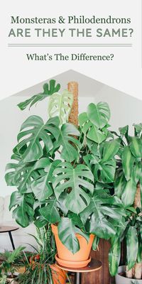 Is a Monstera Deliciosa the same as a Split-Leaf Philodendron? No, they are two different plants. Although they might look similar, especially when they are young, Monsteras and split-leaf Philodendrons are of a different genus and species despite being of the same scientific class, order, and family.