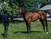 Canonero II(1968)(Colt) Pretendre - Dixieland by Nantallah. 5x5 to Blenheim II. Canonero II Is A Member Of Female Family #4 & Family Branch #4-n, Which His 10th Dam, St Marguerite Is Taproot Mare Of Family #4-n, Golden Grove Is Taproot Mare Of Female Family #4-l, & Bay Bloody Buttocks Is Taproot Mare Of Branch #4-b. Canonero II Won 23 Times With 9-3-4 Record Including Wins In 1971 1 1/4M Ky Derby & 1 3/16M Preakness S. Became Lowest Priced Yearling($1200) To Sell At Keene Sales To Win Ky Derby.